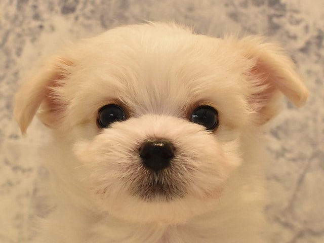 静岡県のハーフ犬 (ペッツワン沼津店/2024年2月8日生まれ/男の子/クリームホワイト)の子犬